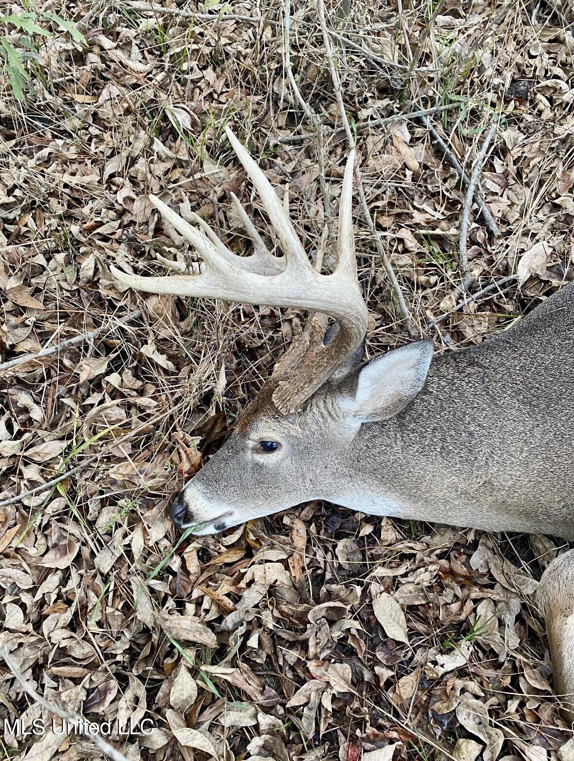 32 Highway 32 Charleston, MS 38921 - Photo 29 of 36 IMG_4259