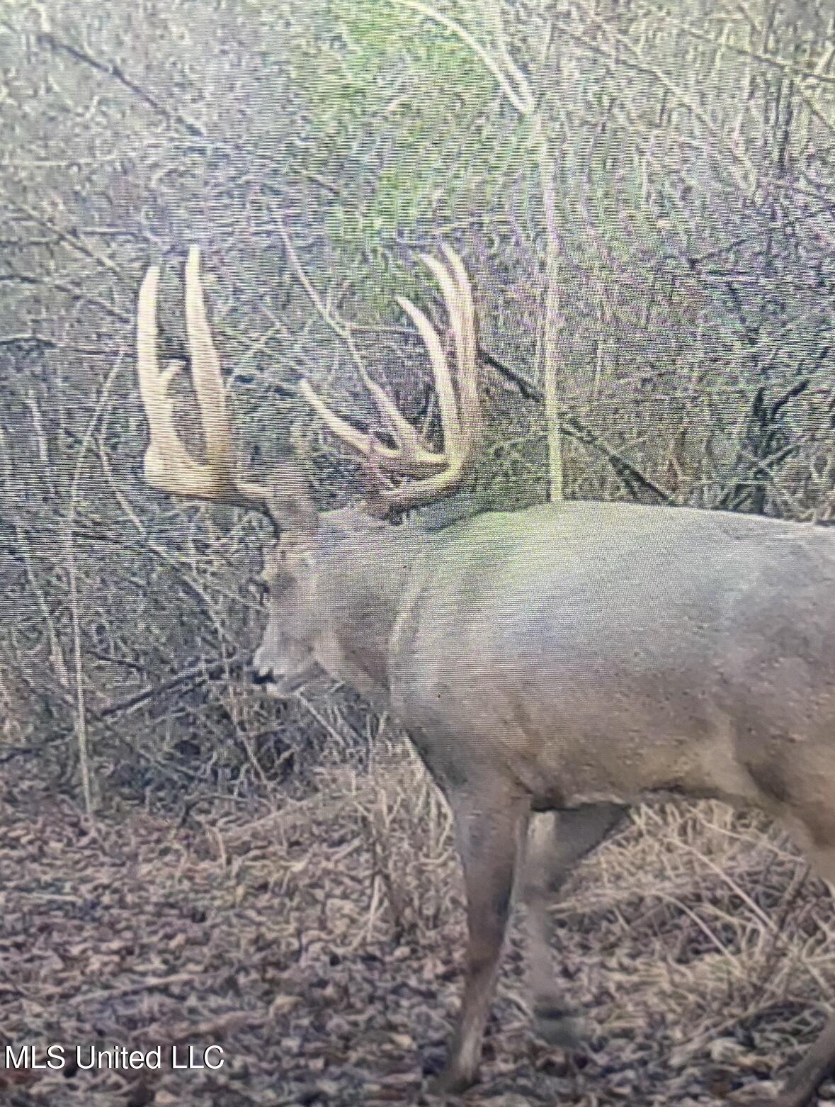 32 Highway 32 Charleston, MS 38921 - Photo 30 of 36 IMG_4260