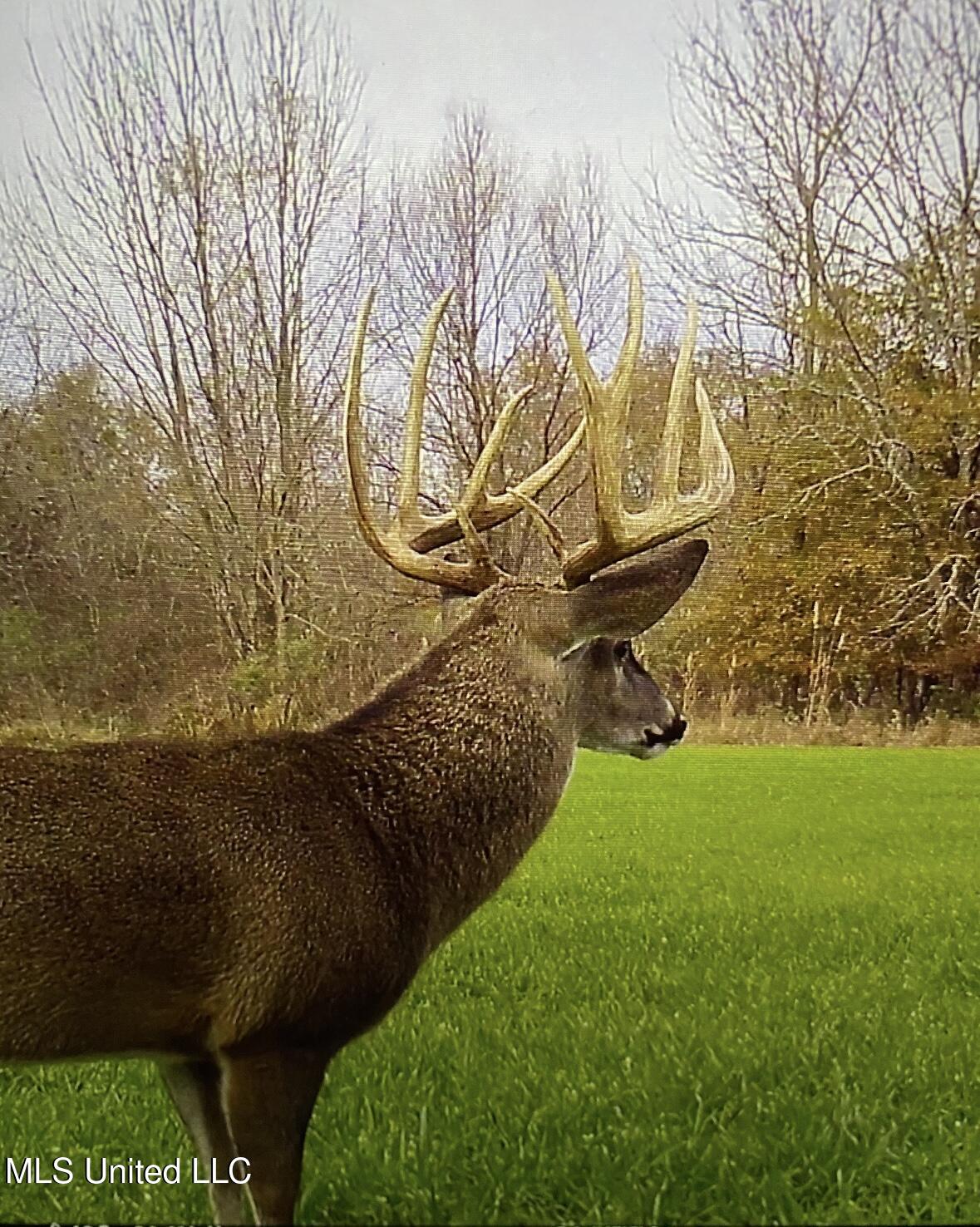 32 Highway 32 Charleston, MS 38921 - Photo 32 of 36 IMG_4263