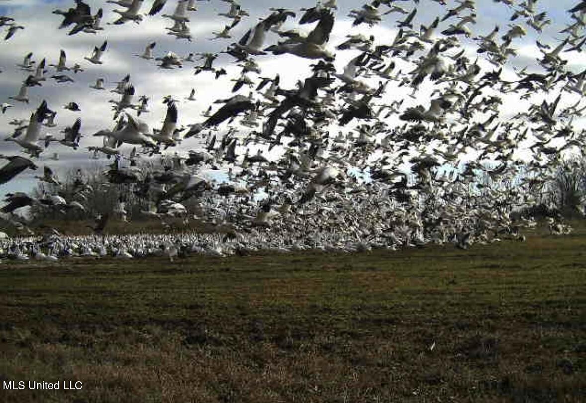 32 Highway 32 Charleston, MS 38921 - Photo 33 of 36 IMG_4266