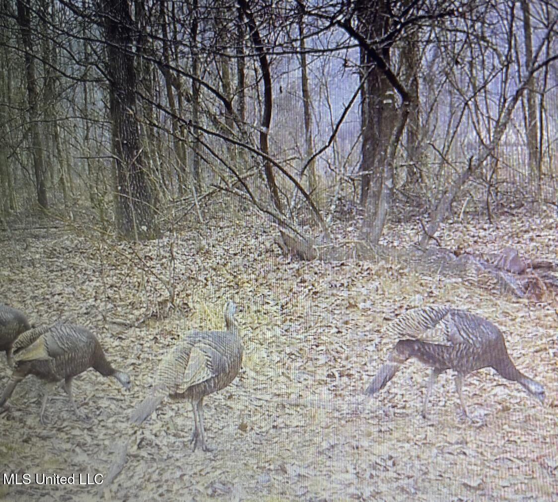 32 Highway 32 Charleston, MS 38921 - Photo 35 of 36 IMG_4271