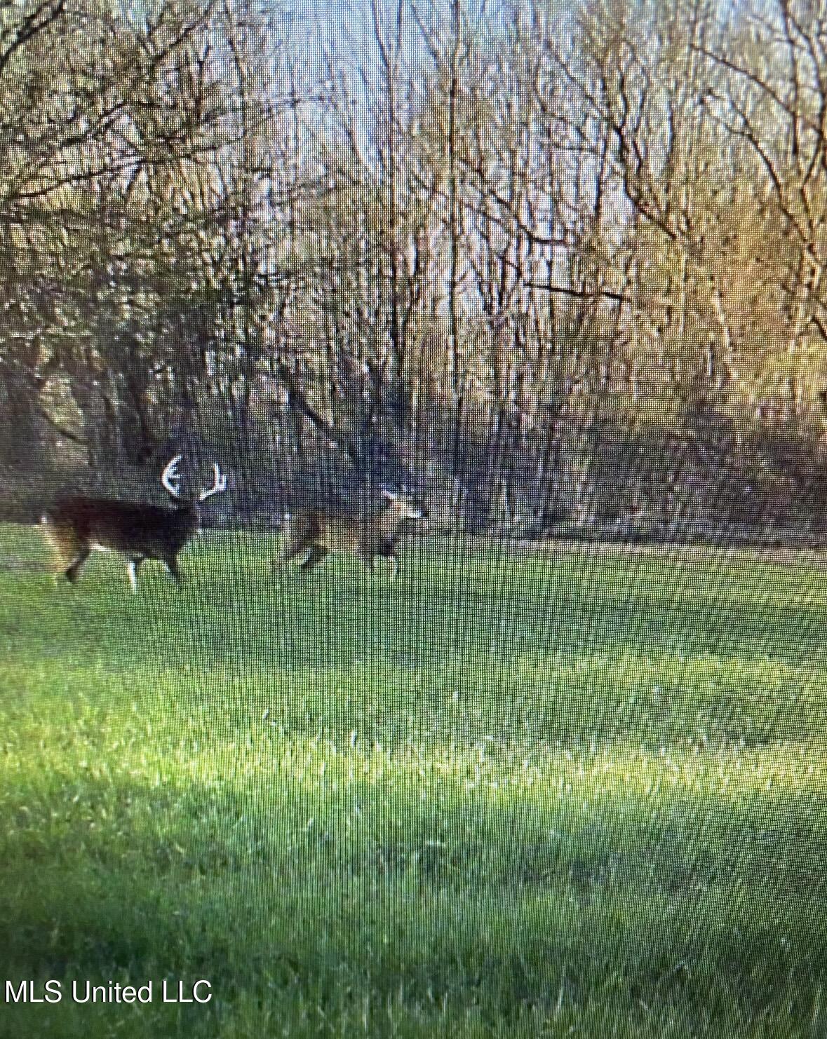 32 Highway 32 Charleston, MS 38921 - Photo 36 of 36 IMG_4273