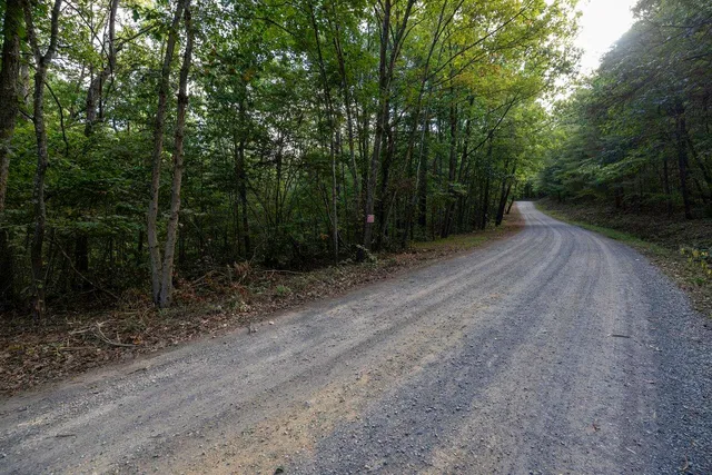 a view of a forest with trees in the background