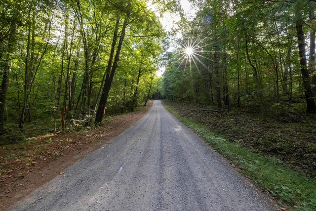 a view of a forest that has large trees