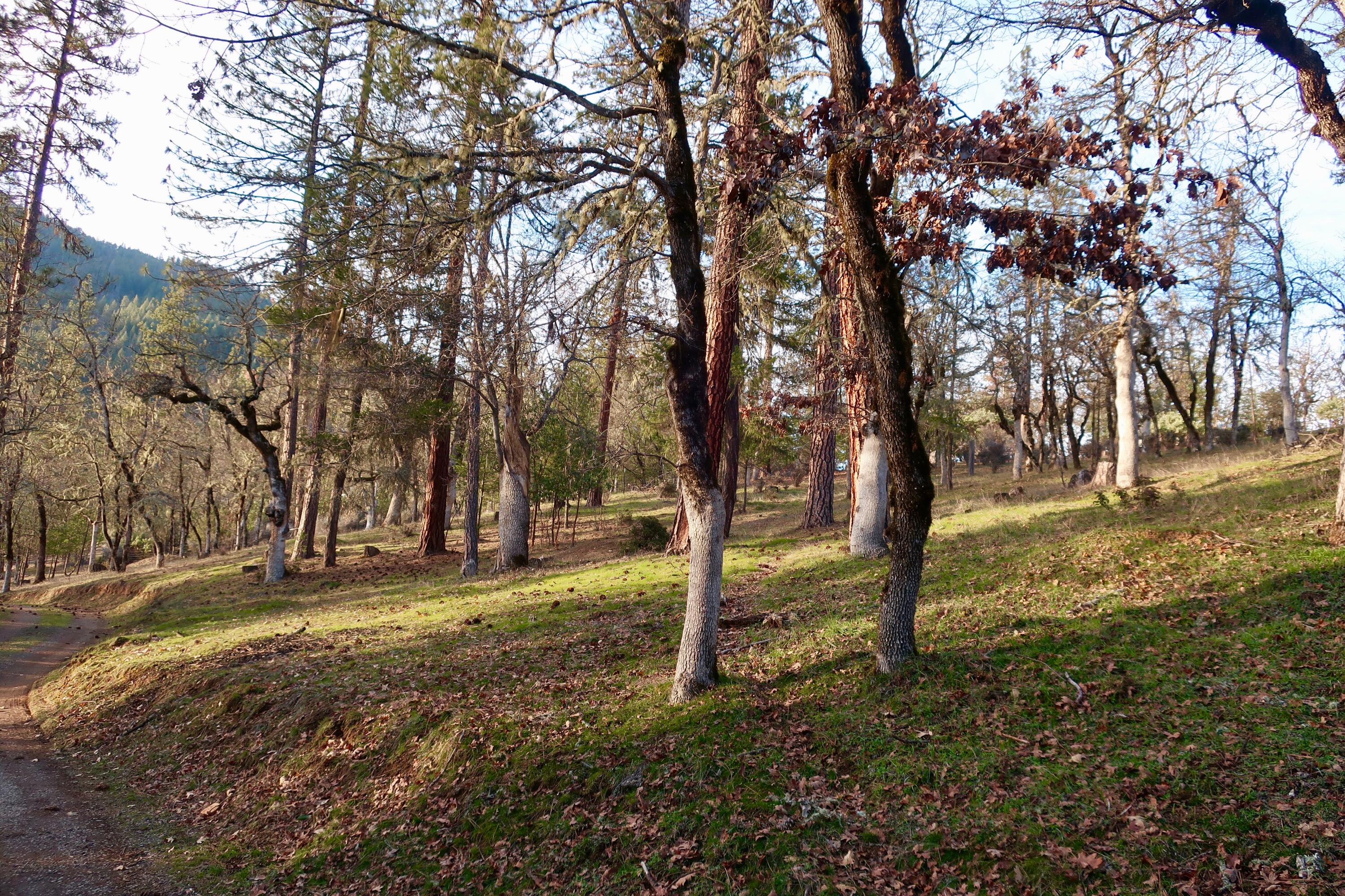 13975 Upper Applegate Road Jacksonville, OR 97530 - Photo 40 of 53 Prop 17
