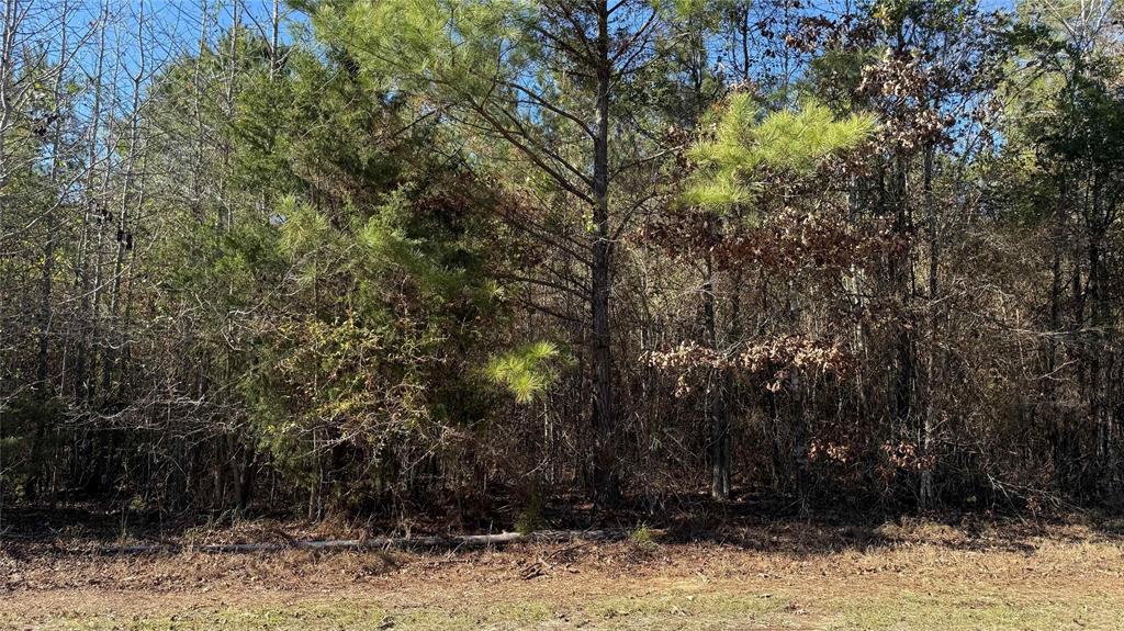 10714 Monterey School Road Vivian, LA 71082 - Photo 24 of 33 a view of a yard