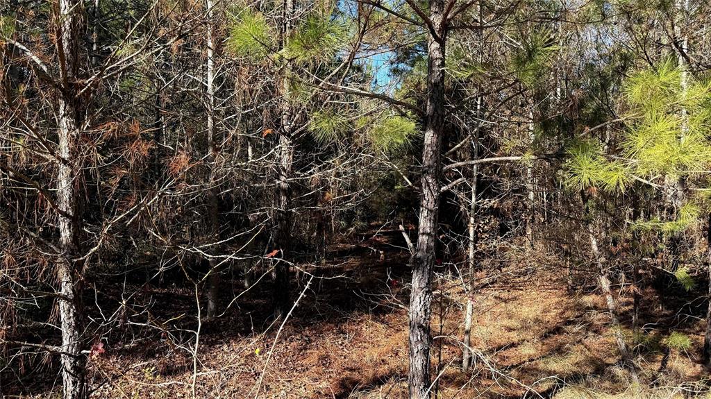 10714 Monterey School Road Vivian, LA 71082 - Photo 29 of 33 a view of a backyard of the house