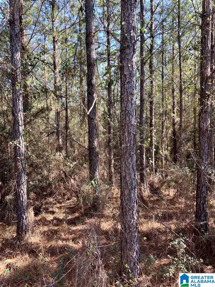 0 Donald Stewart Road, Unit 452 Marion, AL 36756 - Photo 27 of 29 Gallery Image 27
