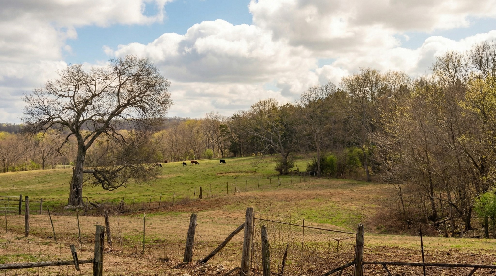 171 Uselton Road Shelbyville, TN 37160 - Photo 21 of 52 a view of a backyard