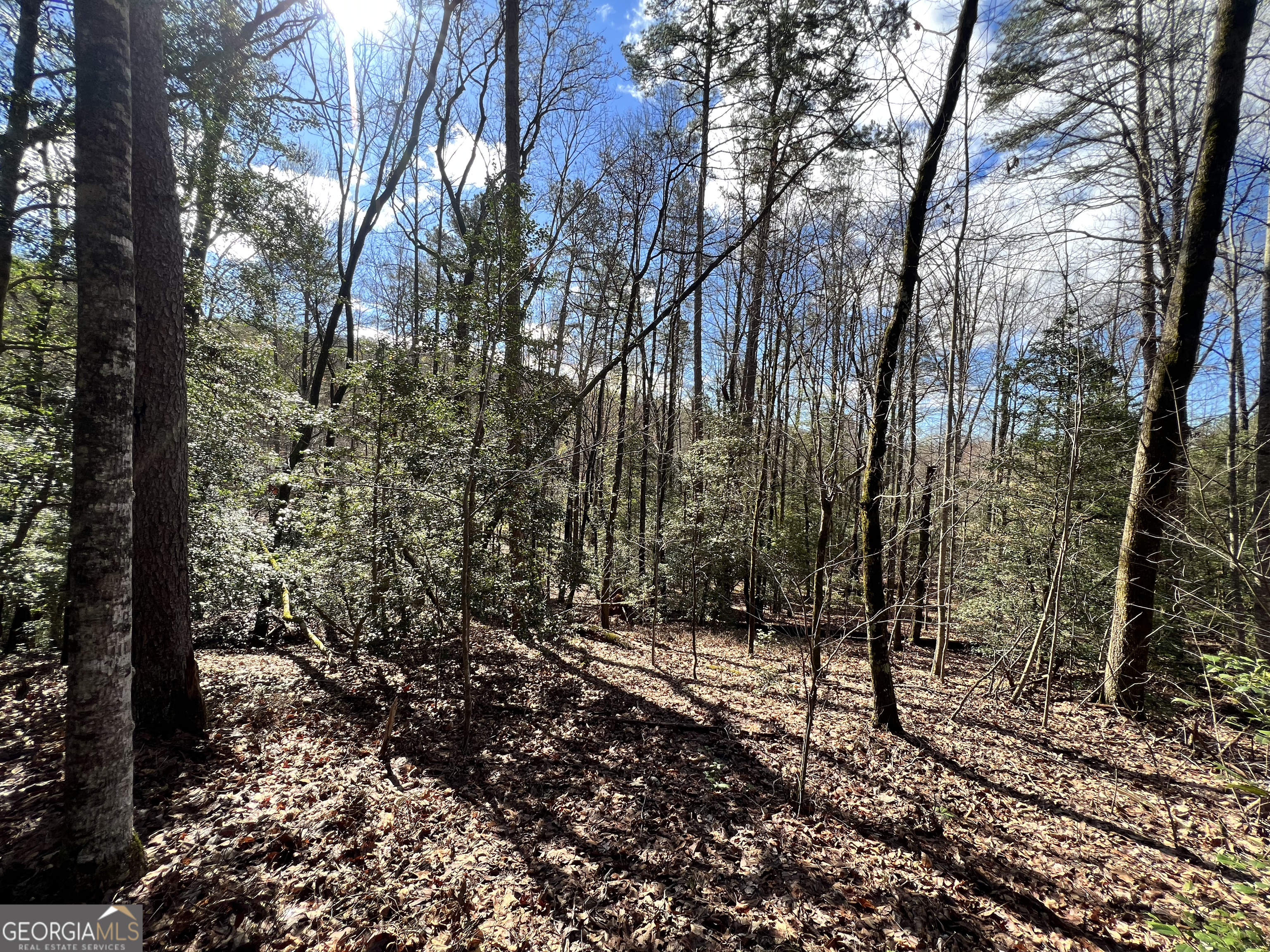 12-acres Still Road Clarkesville, GA 30523 - Photo 5 of 12 a view of a forest filled with trees