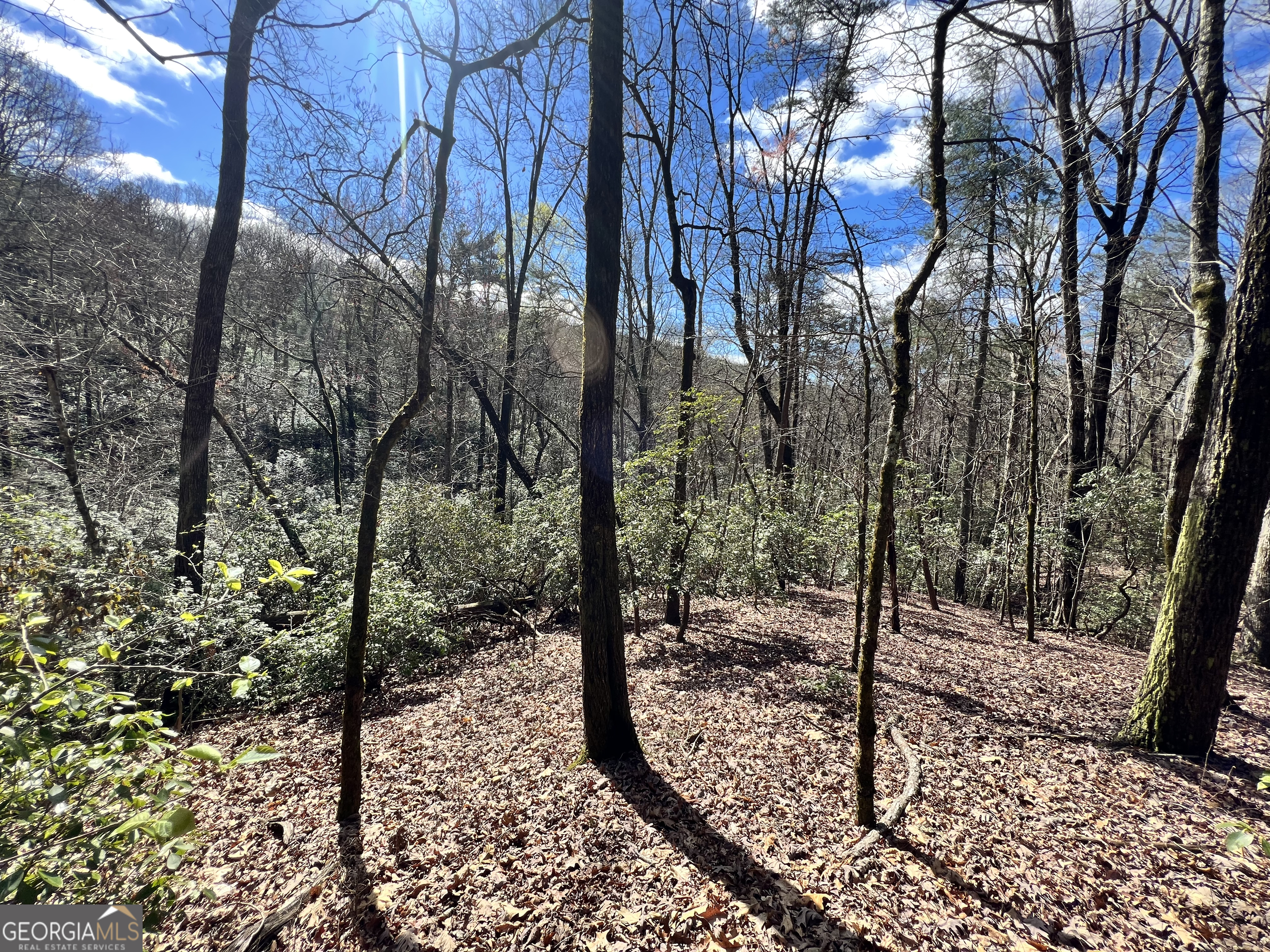 12-acres Still Road Clarkesville, GA 30523 - Photo 7 of 12 a view of a forest filled with trees
