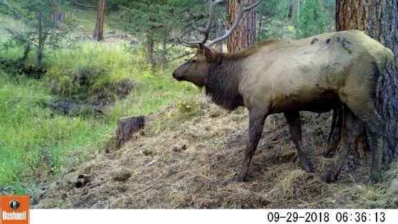 24302 Ochoco Ranger Road Prineville, OR 97754 - Photo 3 of 9 bull on game camera oregon ochoco creek