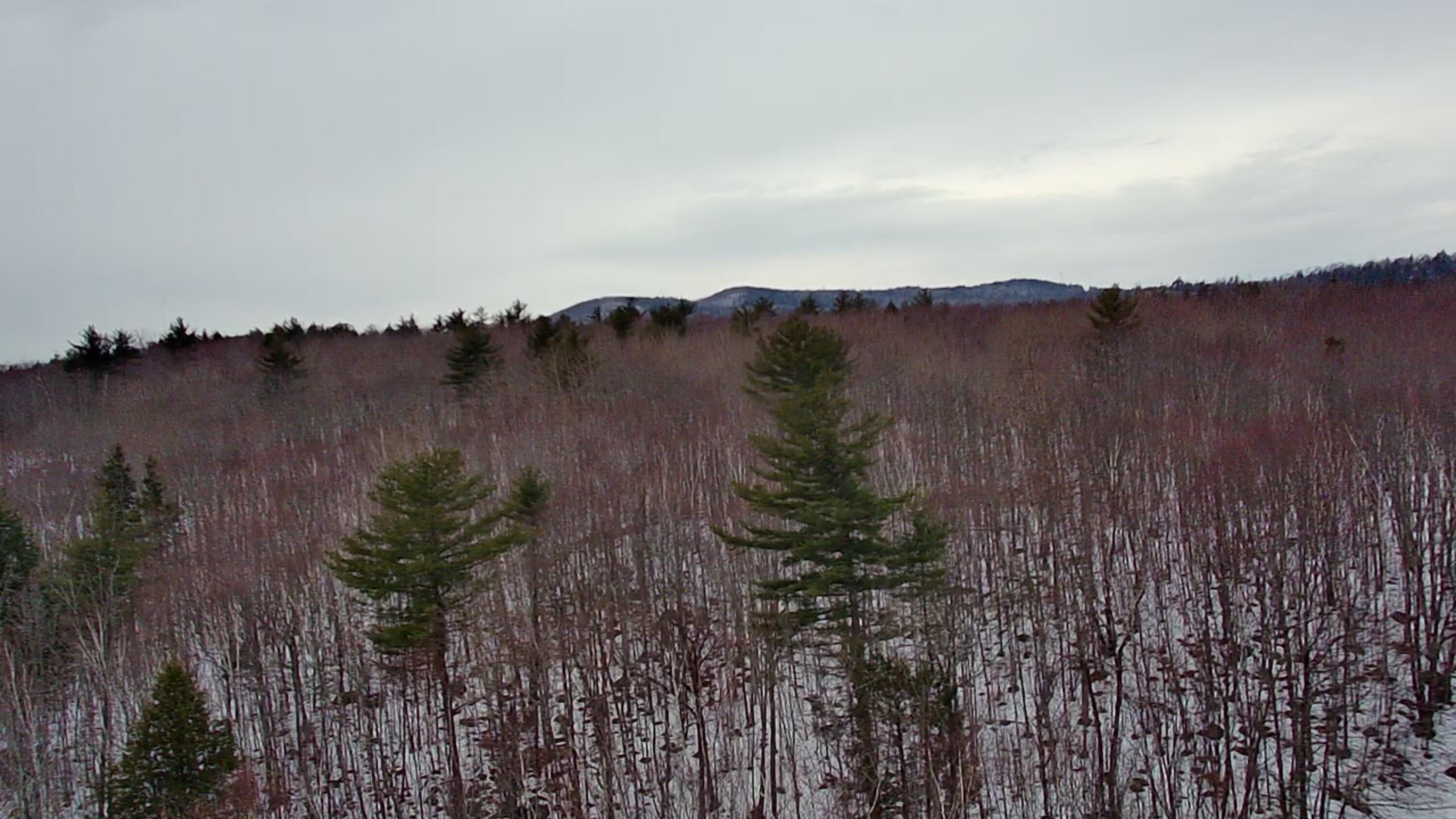 Lot 13-1 Taralaine Road Sebago, ME 04029 - Photo 37 of 51 IMG_7443