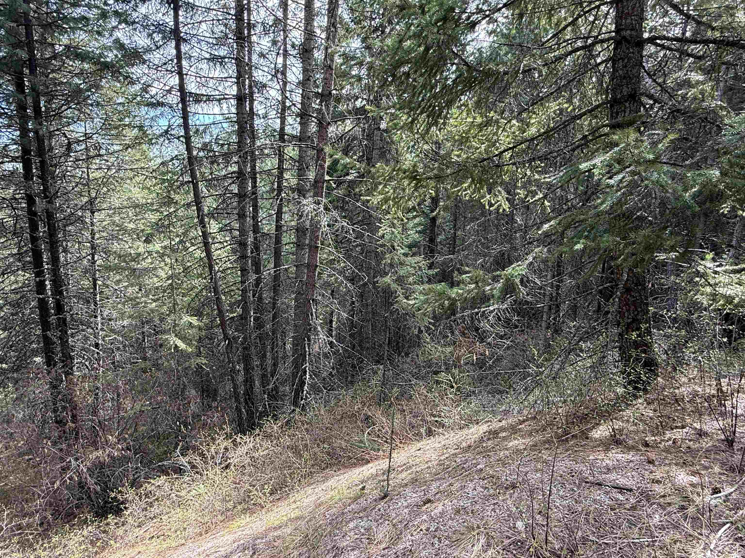 Nna Buck Creek Road Loon Lake, WA 99148 - Photo 17 of 23