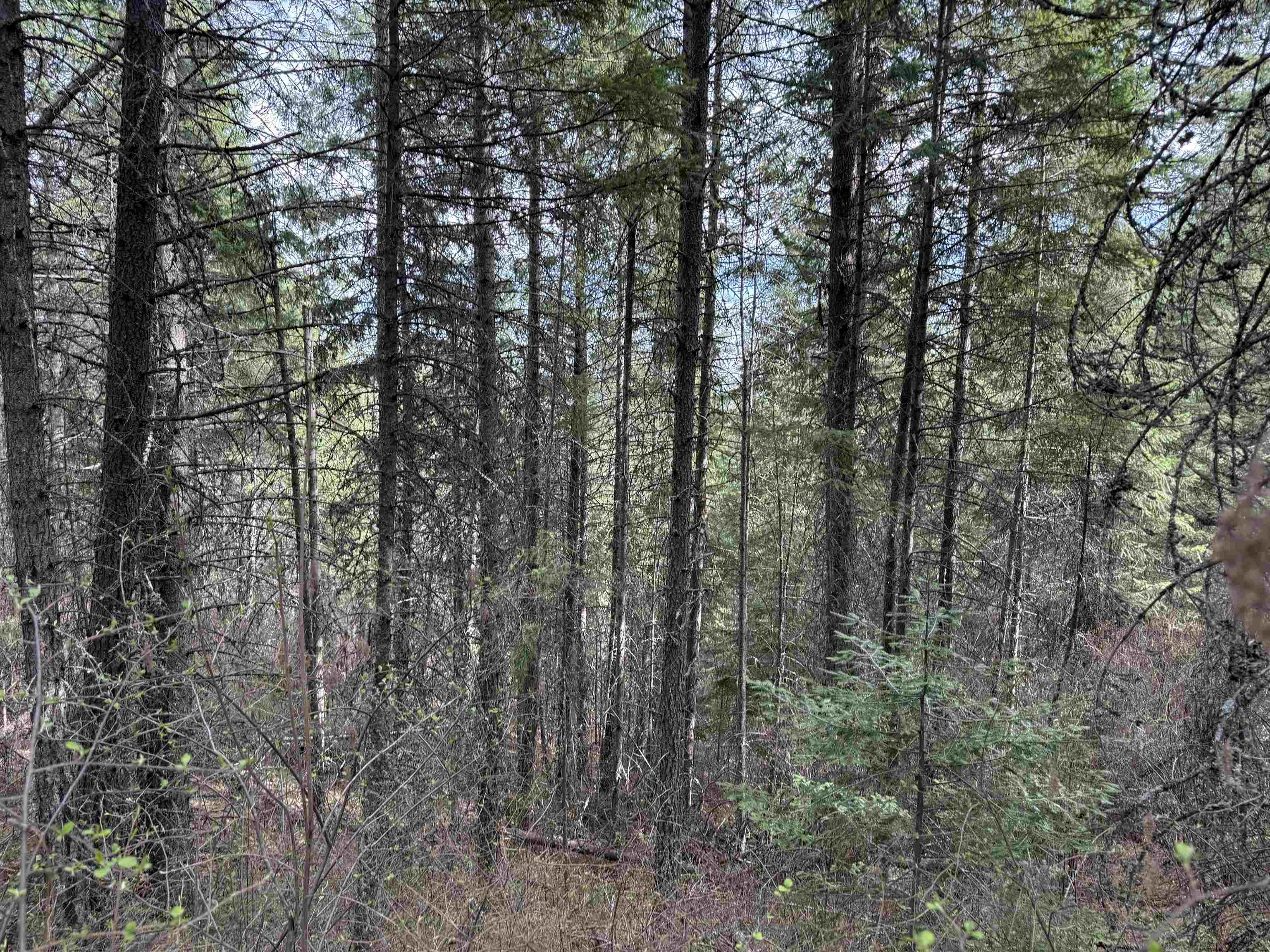 Nna Buck Creek Road Loon Lake, WA 99148 - Photo 20 of 23