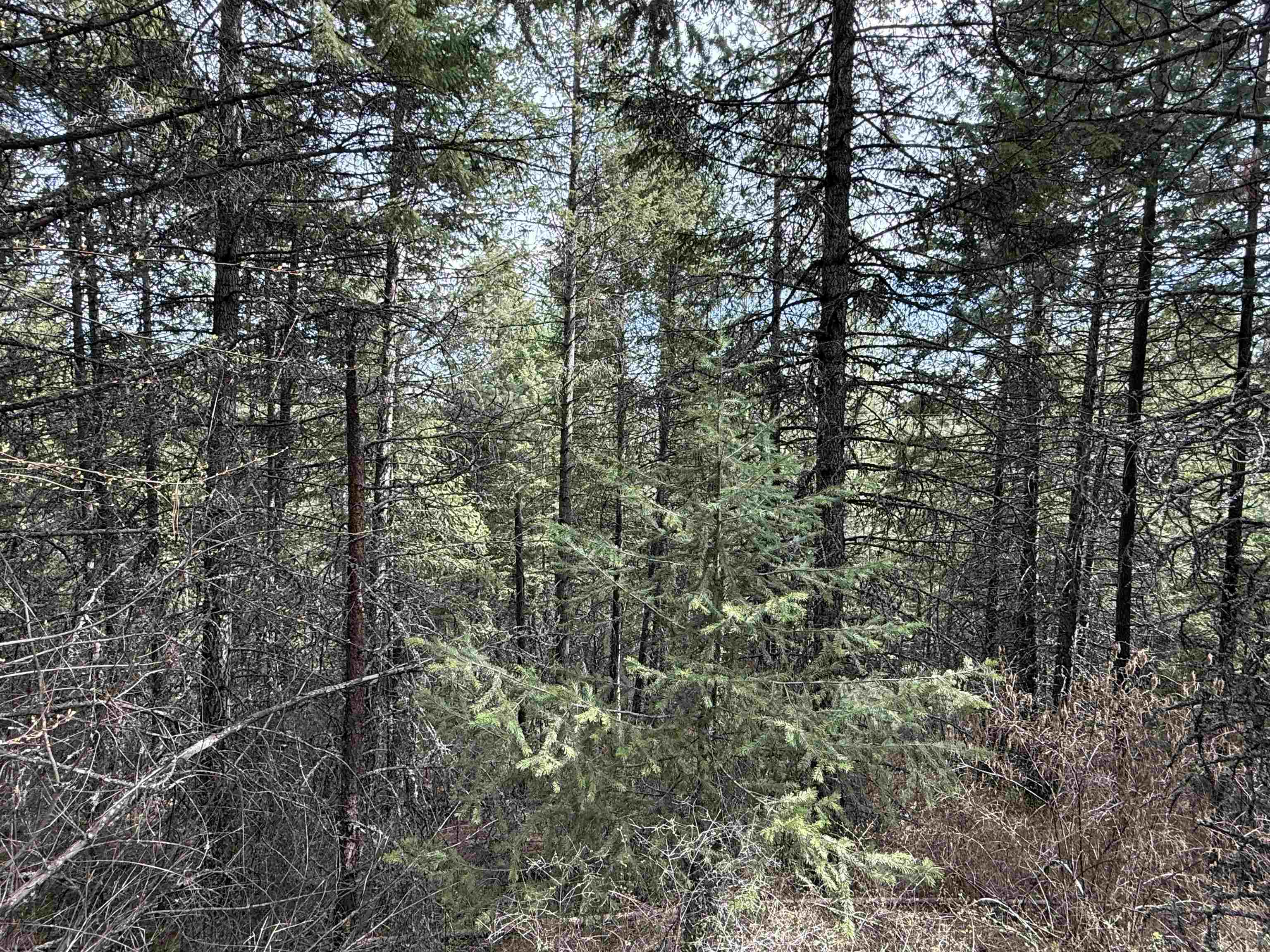 Nna Buck Creek Road Loon Lake, WA 99148 - Photo 21 of 23