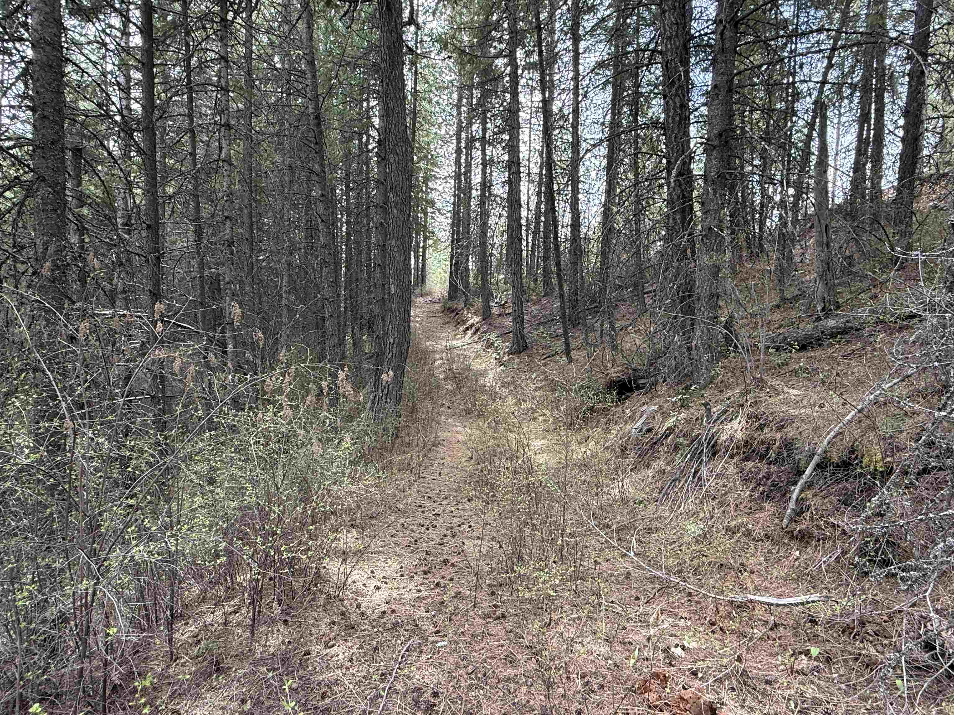 Nna Buck Creek Road Loon Lake, WA 99148 - Photo 6 of 23