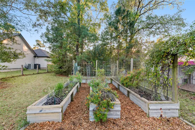 a big tree in middle of the forest