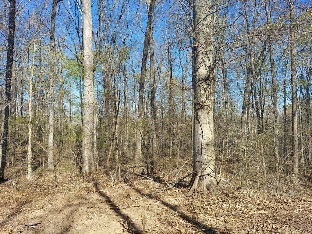 0 Elkhorn Road Springville, TN 38256 - Photo 11 of 13 a view of a yard with trees