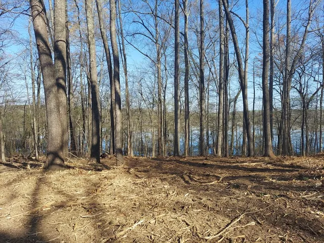 a view of park with large trees