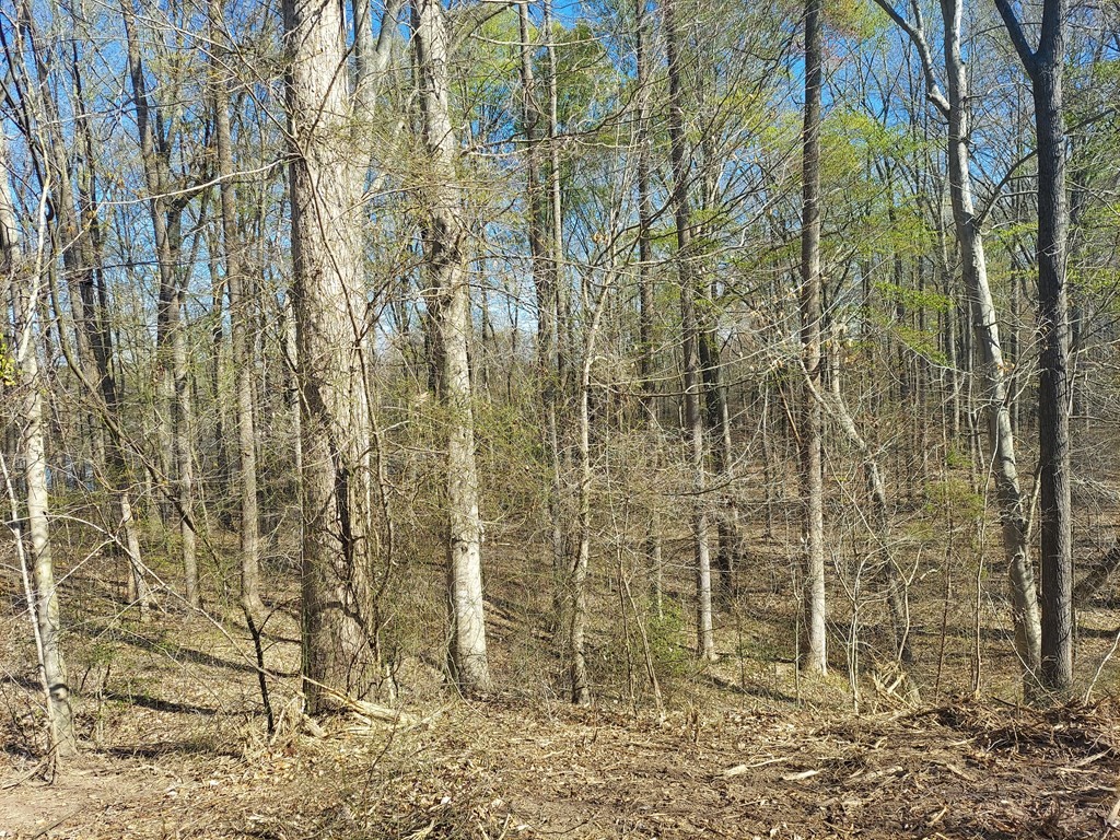 0 Elkhorn Road Springville, TN 38256 - Photo 9 of 13 a bathroom with a shower