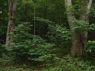 0 Wrights Road Hampton, VA 23661 - Photo 1 of 1 Gallery Image 1