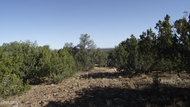 a view of a dry yard with trees