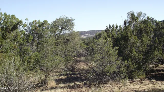 a view of a large yard with lots of bushes