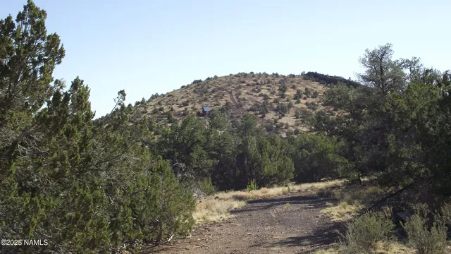 a view of a large tree
