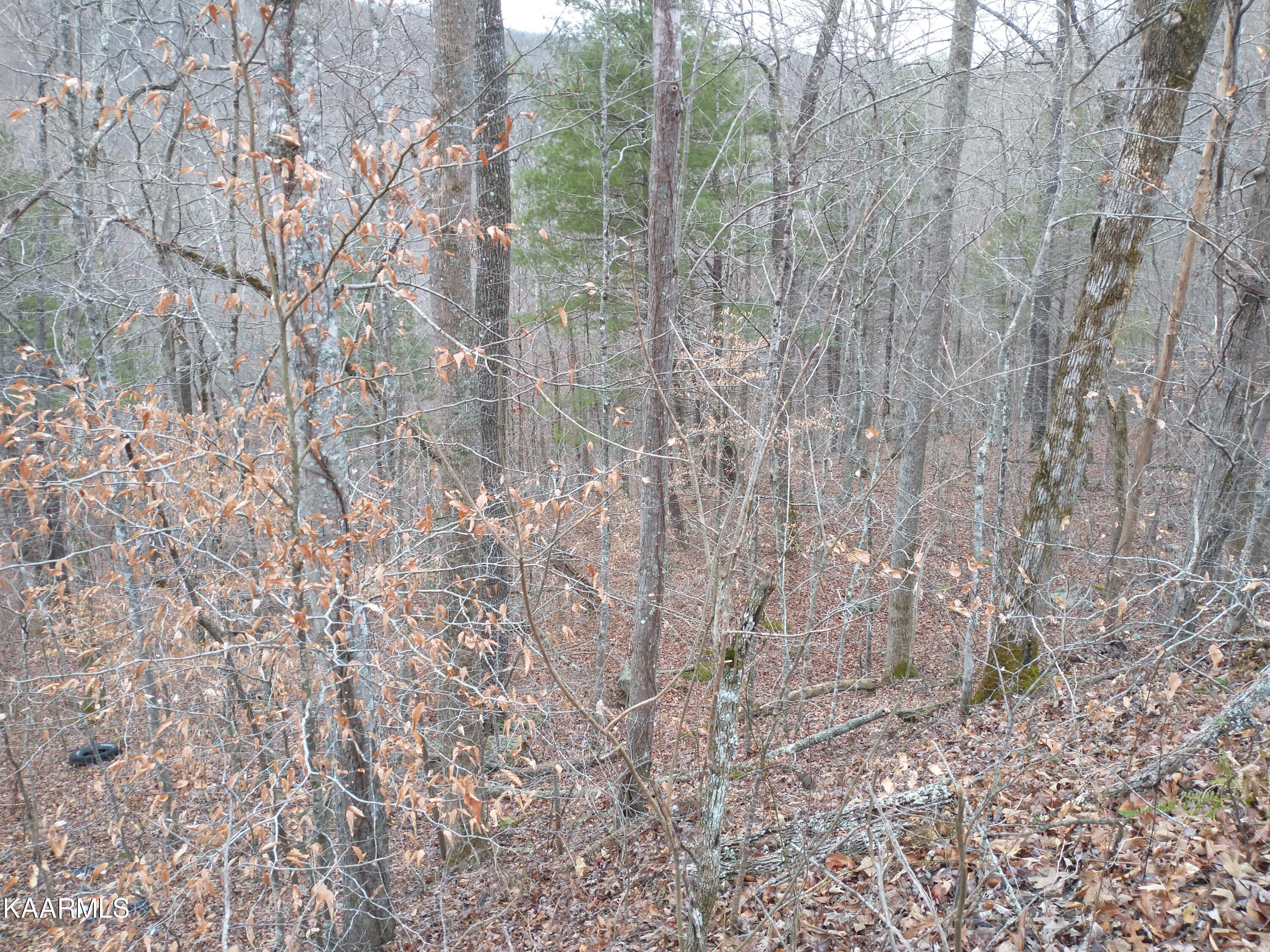 27 New River Robbins, TN 37852 - Photo 6 of 7 IMG_20210103_163429158