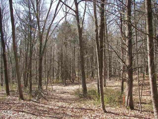 71 Apple Lane Roxbury, CT 06783 - Photo 1 of 1 a view of a forest filled with trees