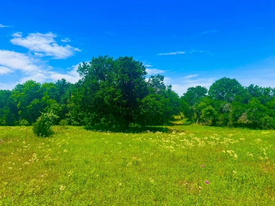 View of local wilderness