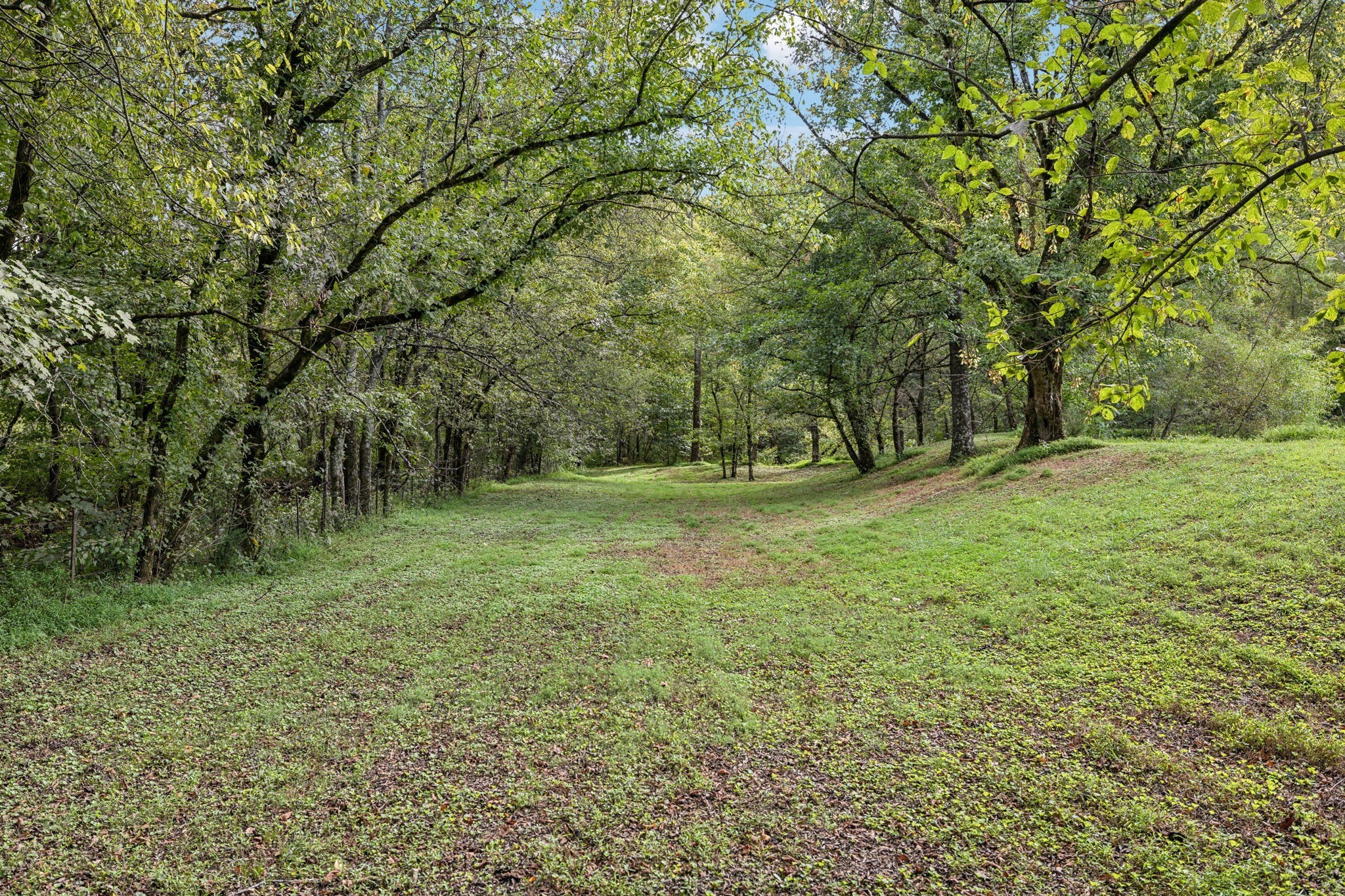 600 Blooming Grove Road Pulaski, TN 38478 - Photo 44 of 68 a big yard with lots of green space and deers
