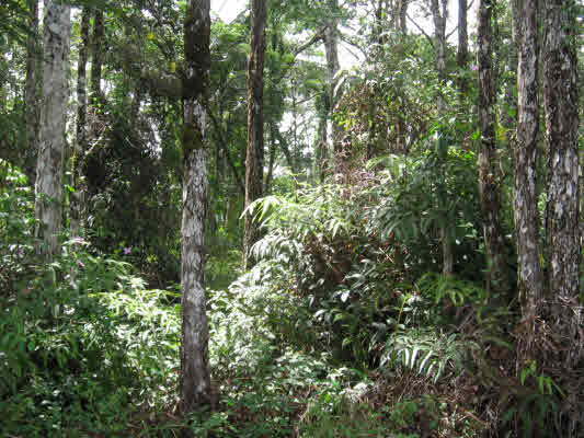 973 Seadrift Road Pahoa, HI 96778 - Photo 1 of 2 Gallery Image 1