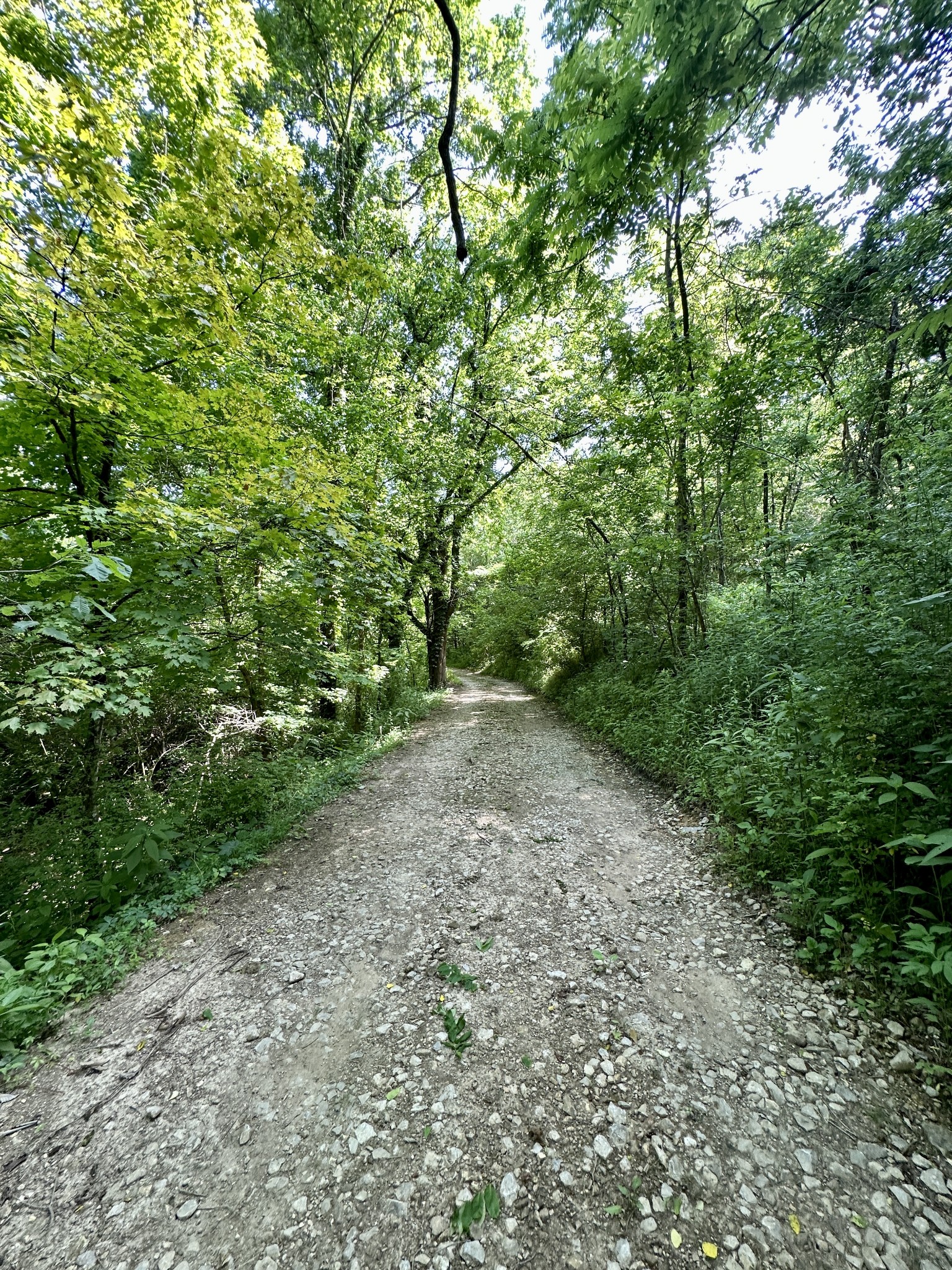 3437 Wolf Creek Road Silver Point, TN 38582 - Photo 48 of 70 a view of a forest with trees in the background