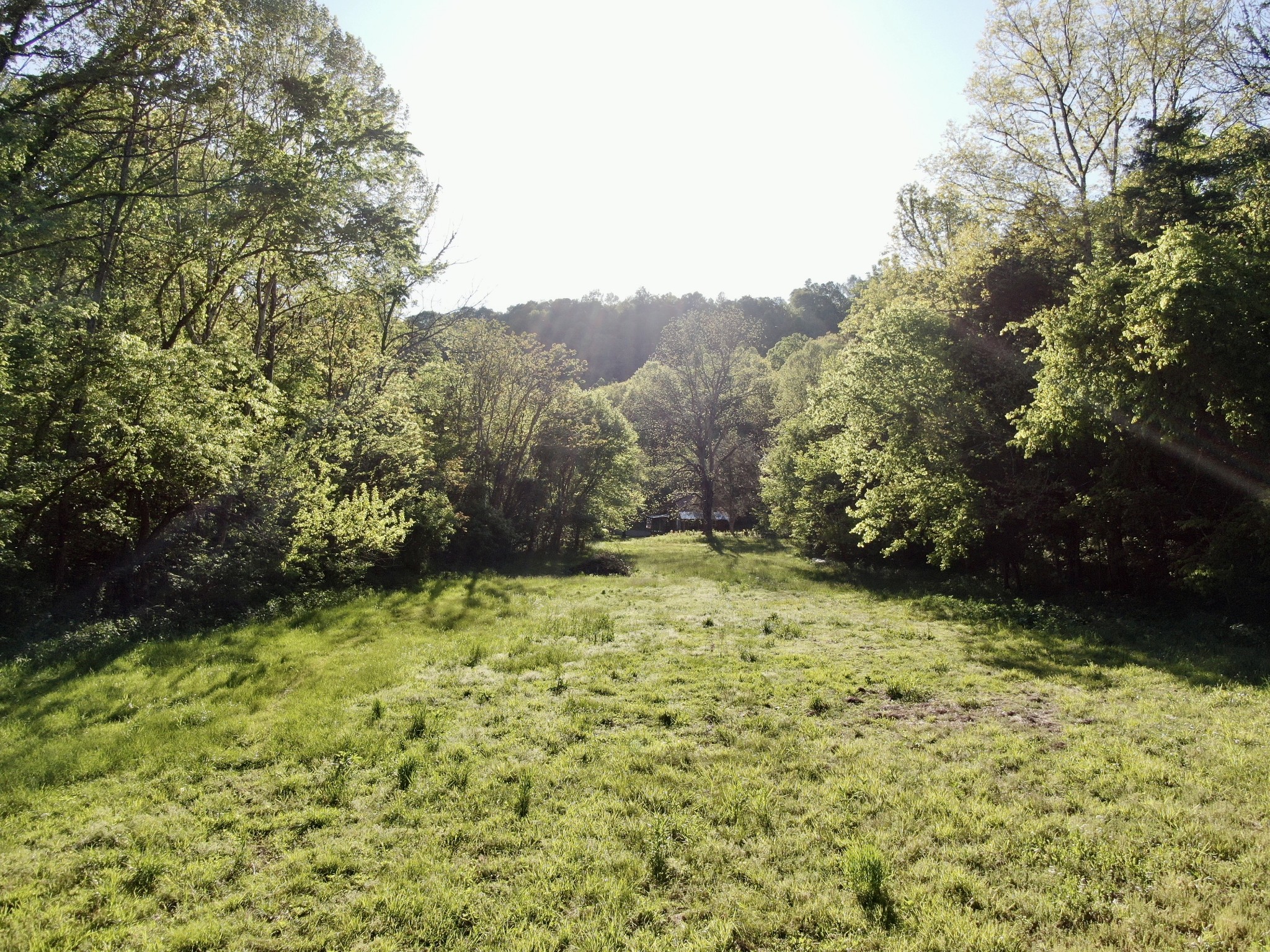 3437 Wolf Creek Road Silver Point, TN 38582 - Photo 68 of 70 a view of a yard with a tree