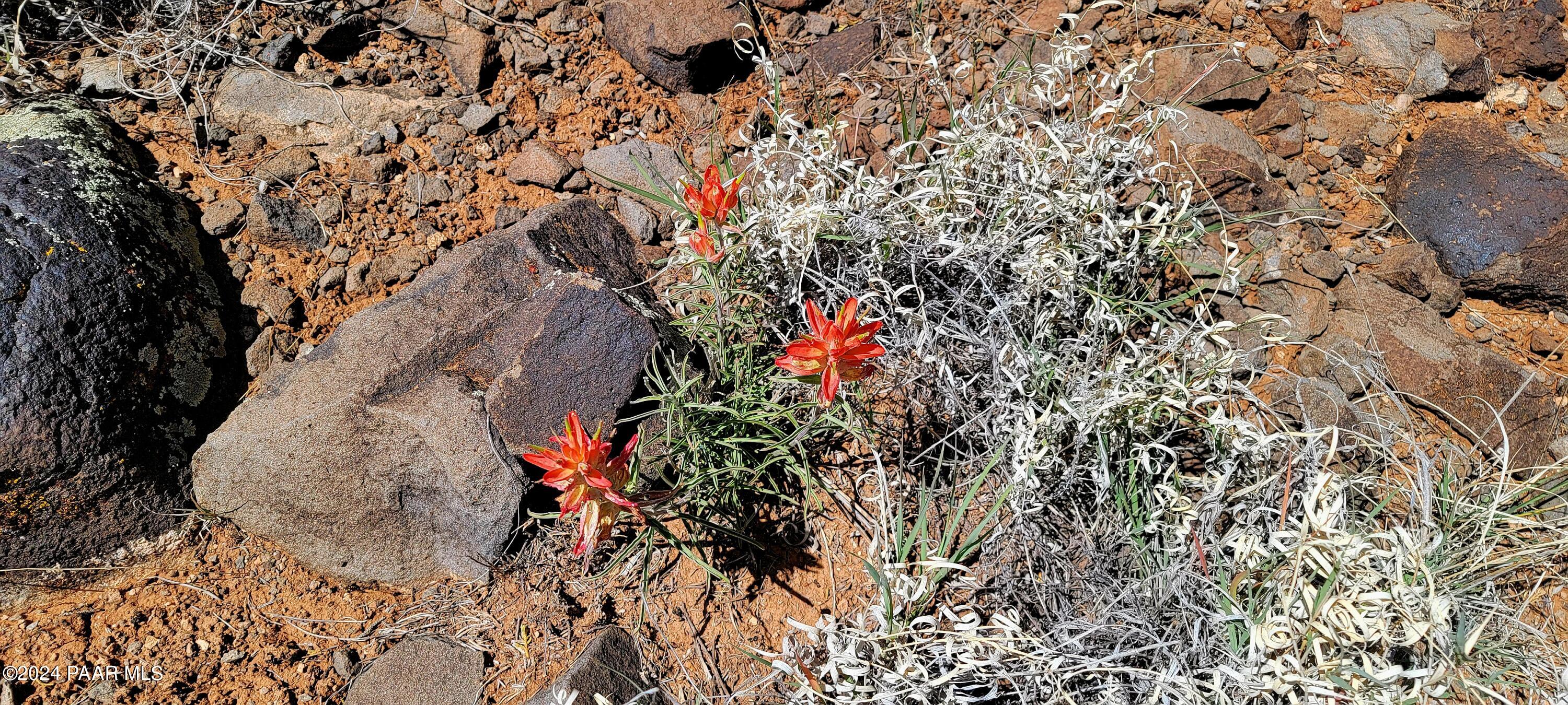Lot 2 Stockmans Road Ash Fork, AZ 86320 - Photo 8 of 10 Wildflowers