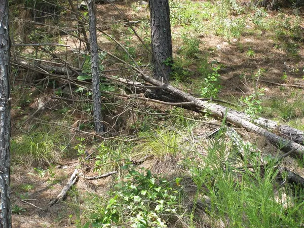 a view of tree