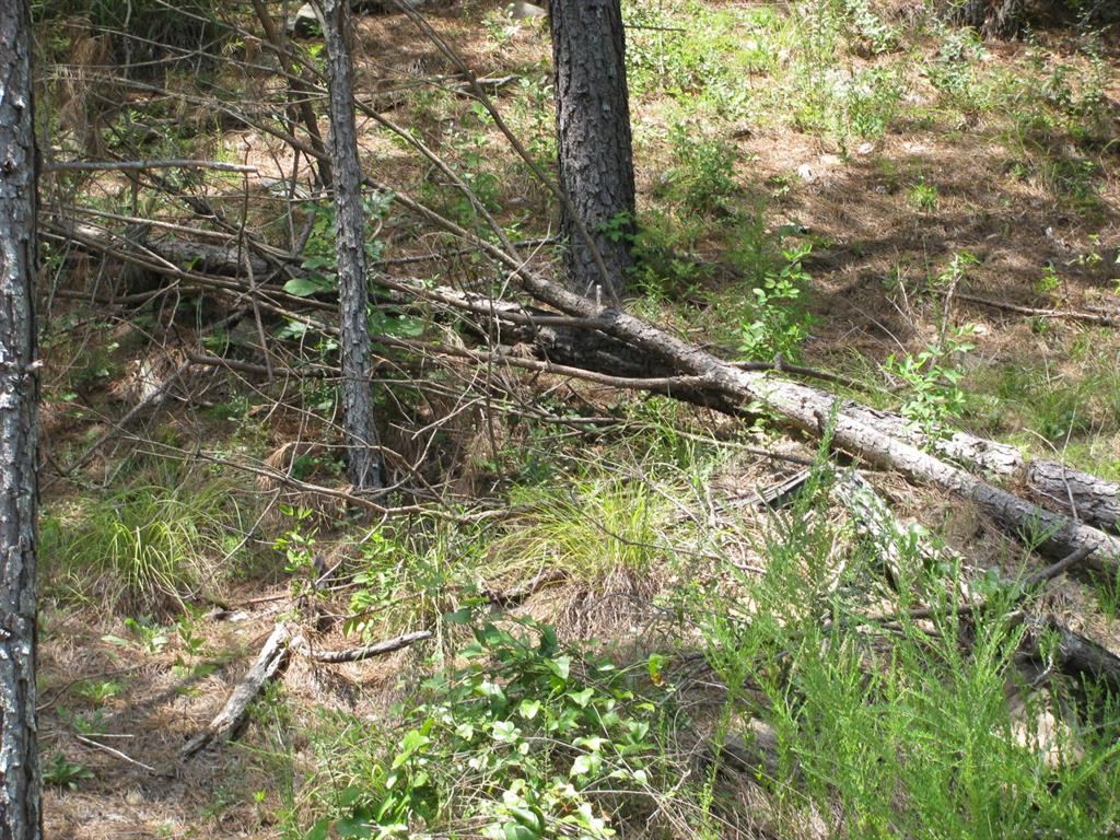 Tbd Tbd Josee's Journey Snow, OK 74567 - Photo 3 of 7 a view of tree