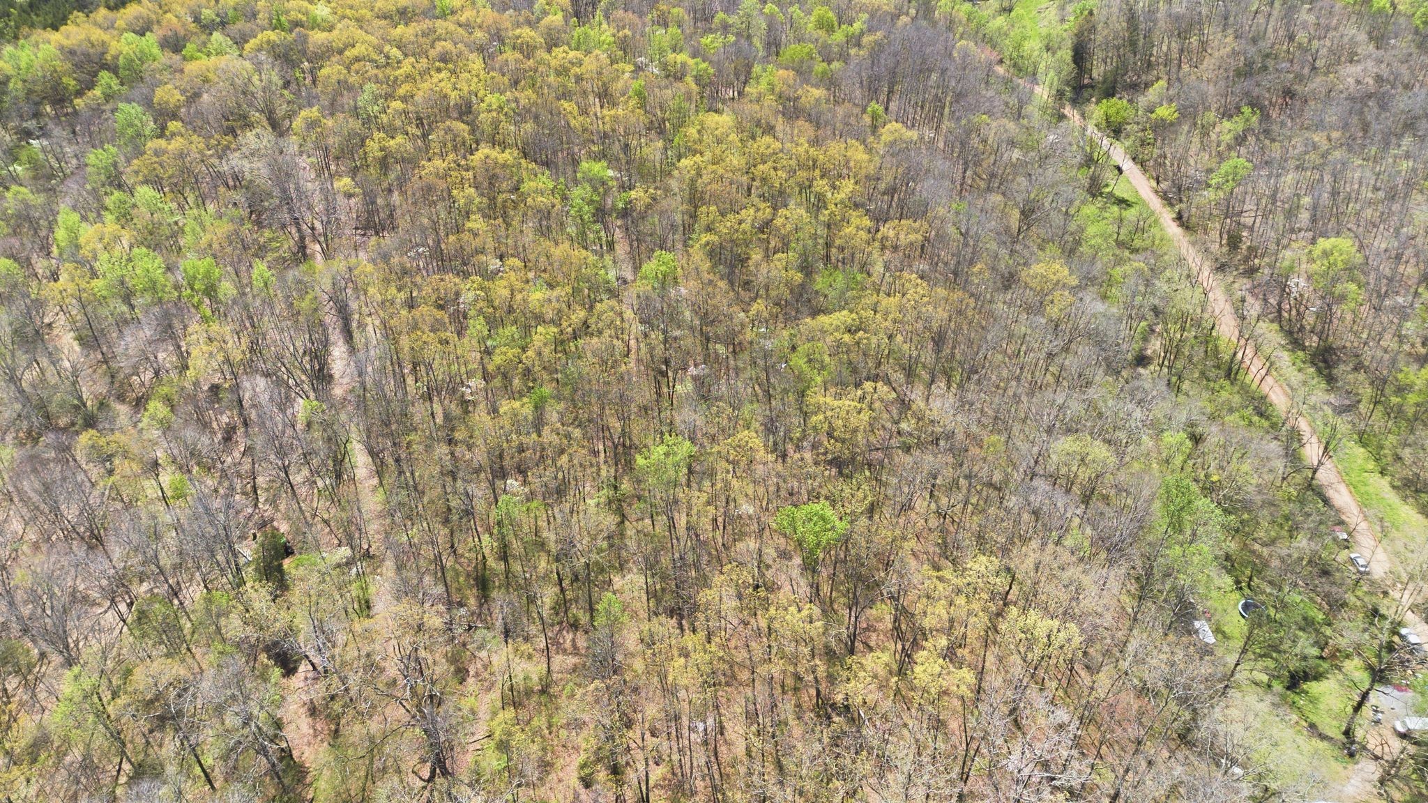0 Possum Hollow Road Primm Springs, TN 38476 - Photo 16 of 29 a close up of a plant