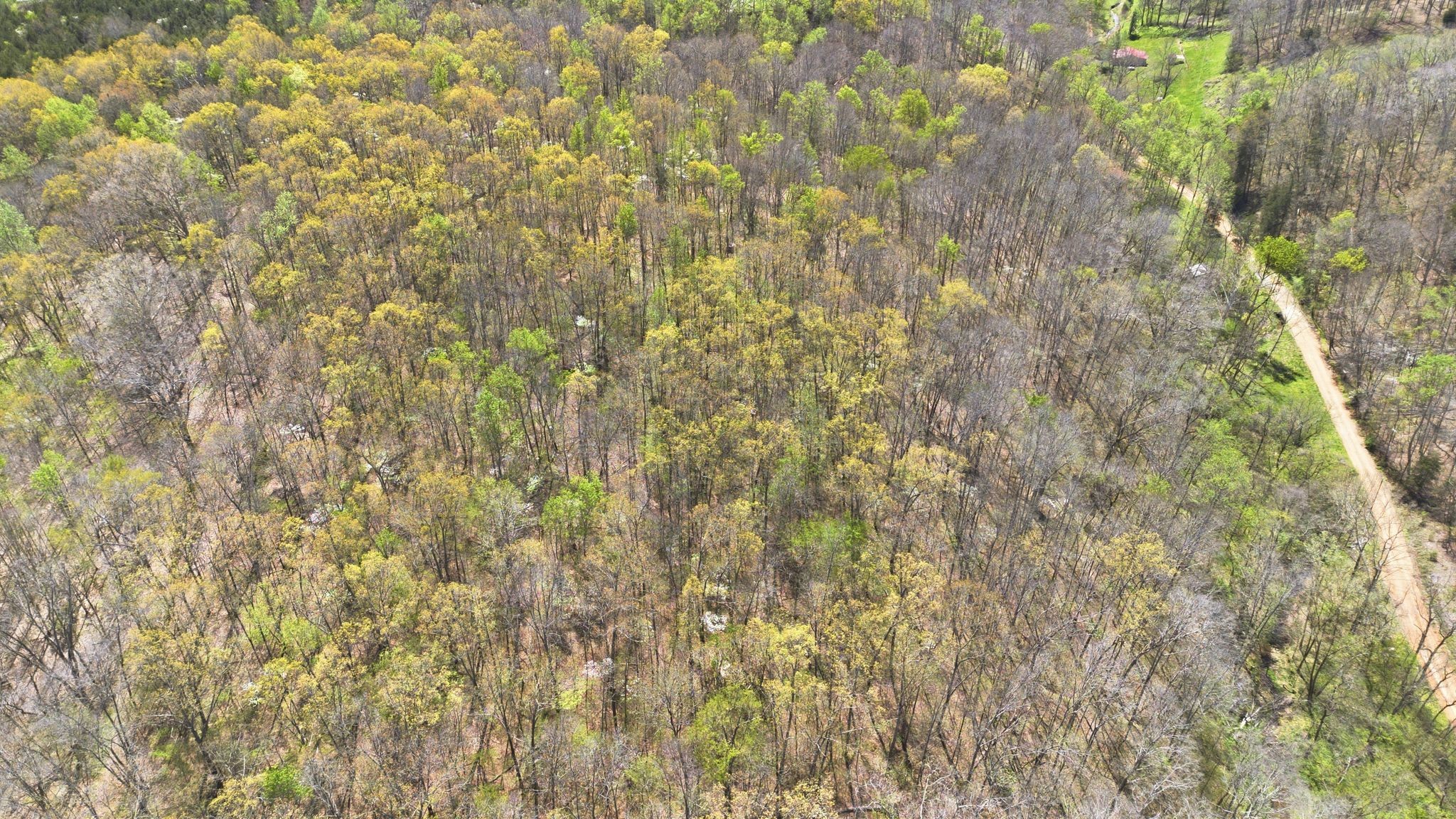 0 Possum Hollow Road Primm Springs, TN 38476 - Photo 17 of 29 a close up of a plant