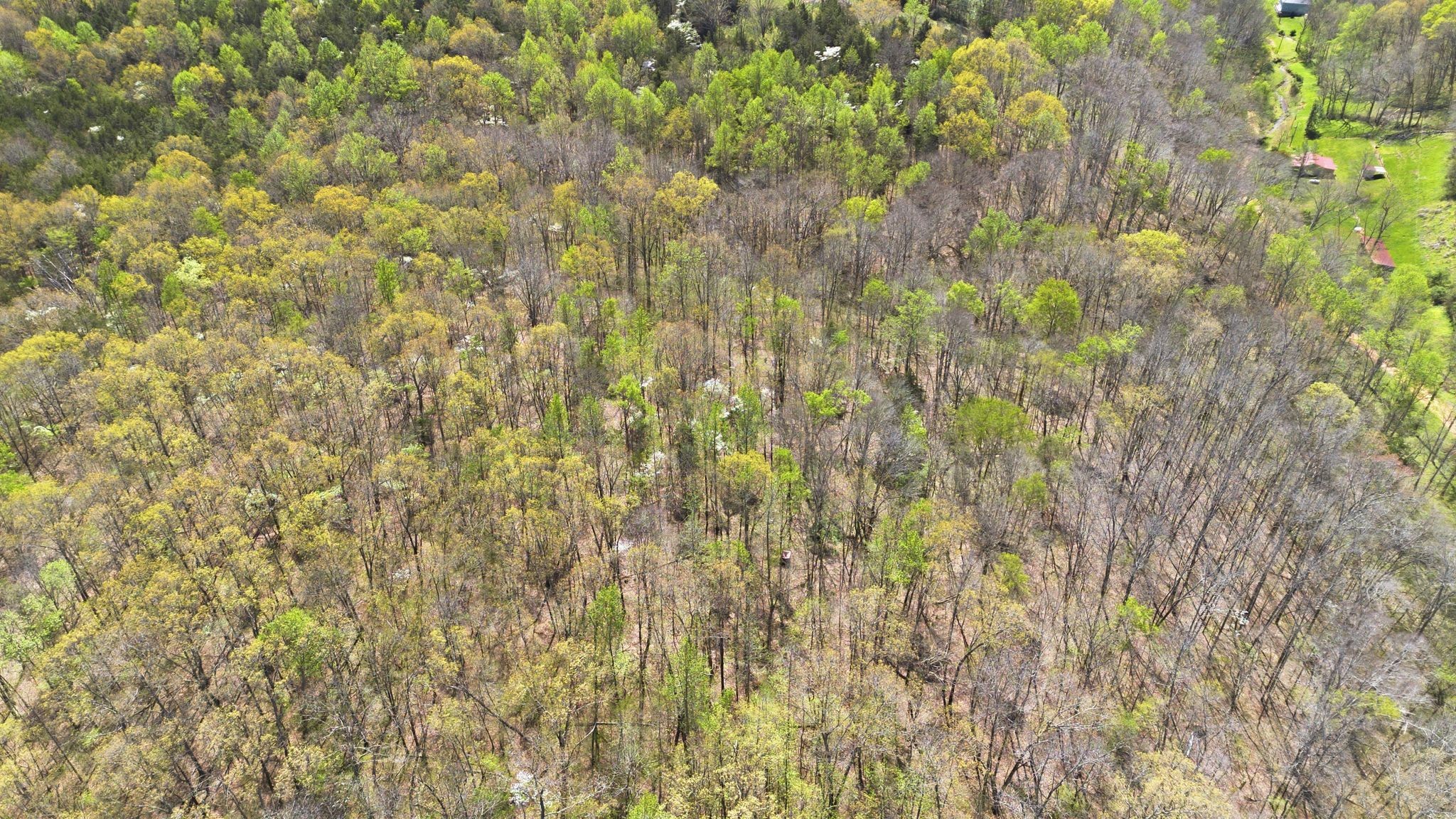 0 Possum Hollow Road Primm Springs, TN 38476 - Photo 18 of 29 a close up of a plant