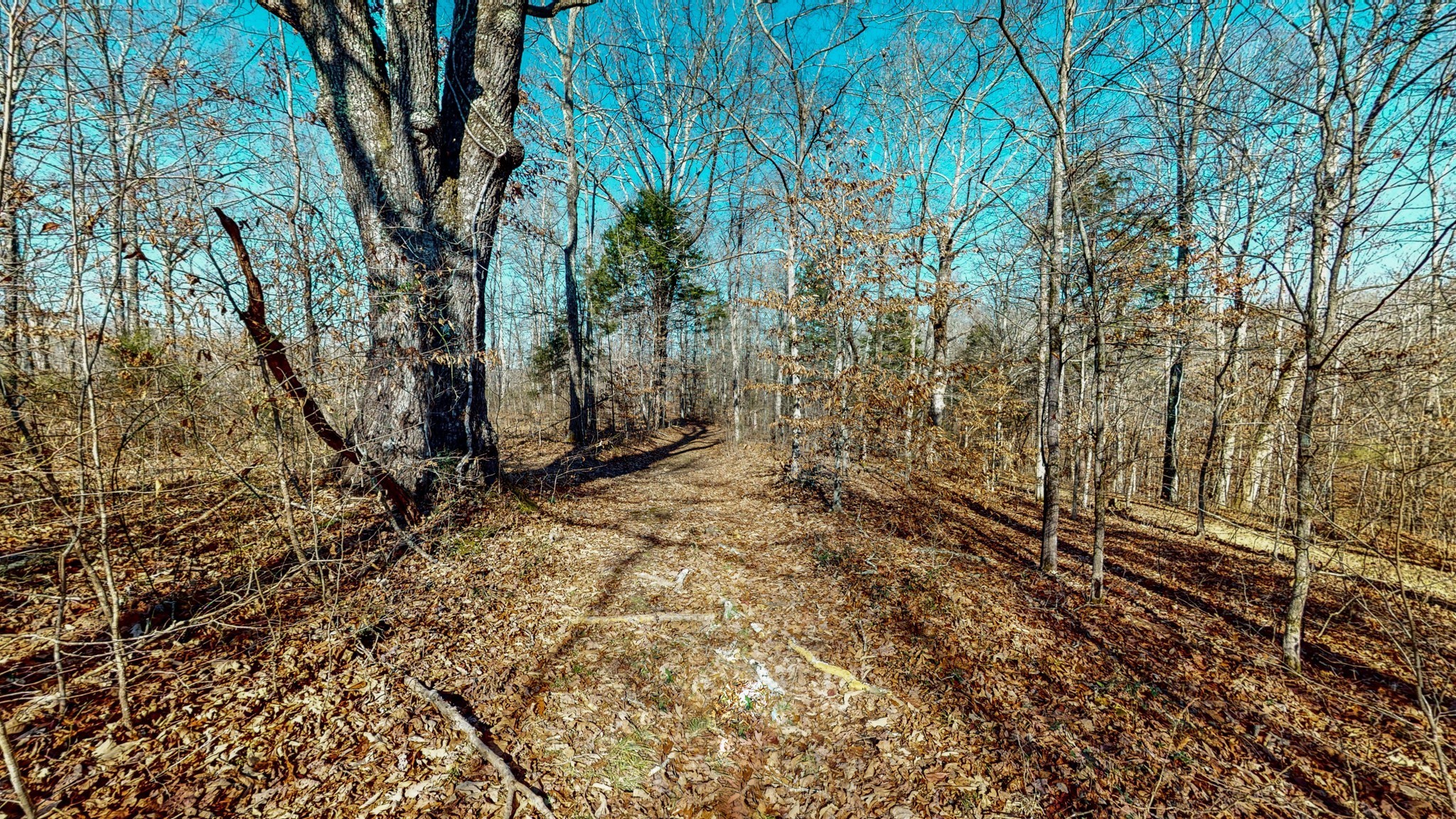 0 Possum Hollow Road Primm Springs, TN 38476 - Photo 2 of 29 a view of a yard with large trees