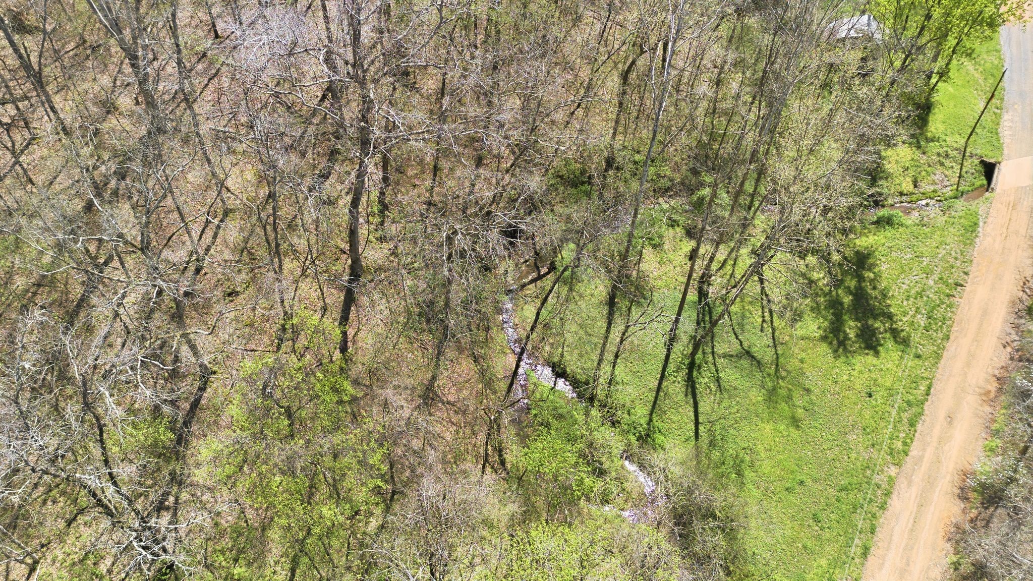 0 Possum Hollow Road Primm Springs, TN 38476 - Photo 23 of 29 a close up of a plant