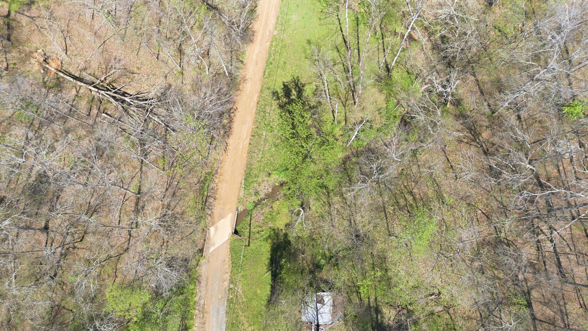 0 Possum Hollow Road Primm Springs, TN 38476 - Photo 25 of 29 a close up of a plant
