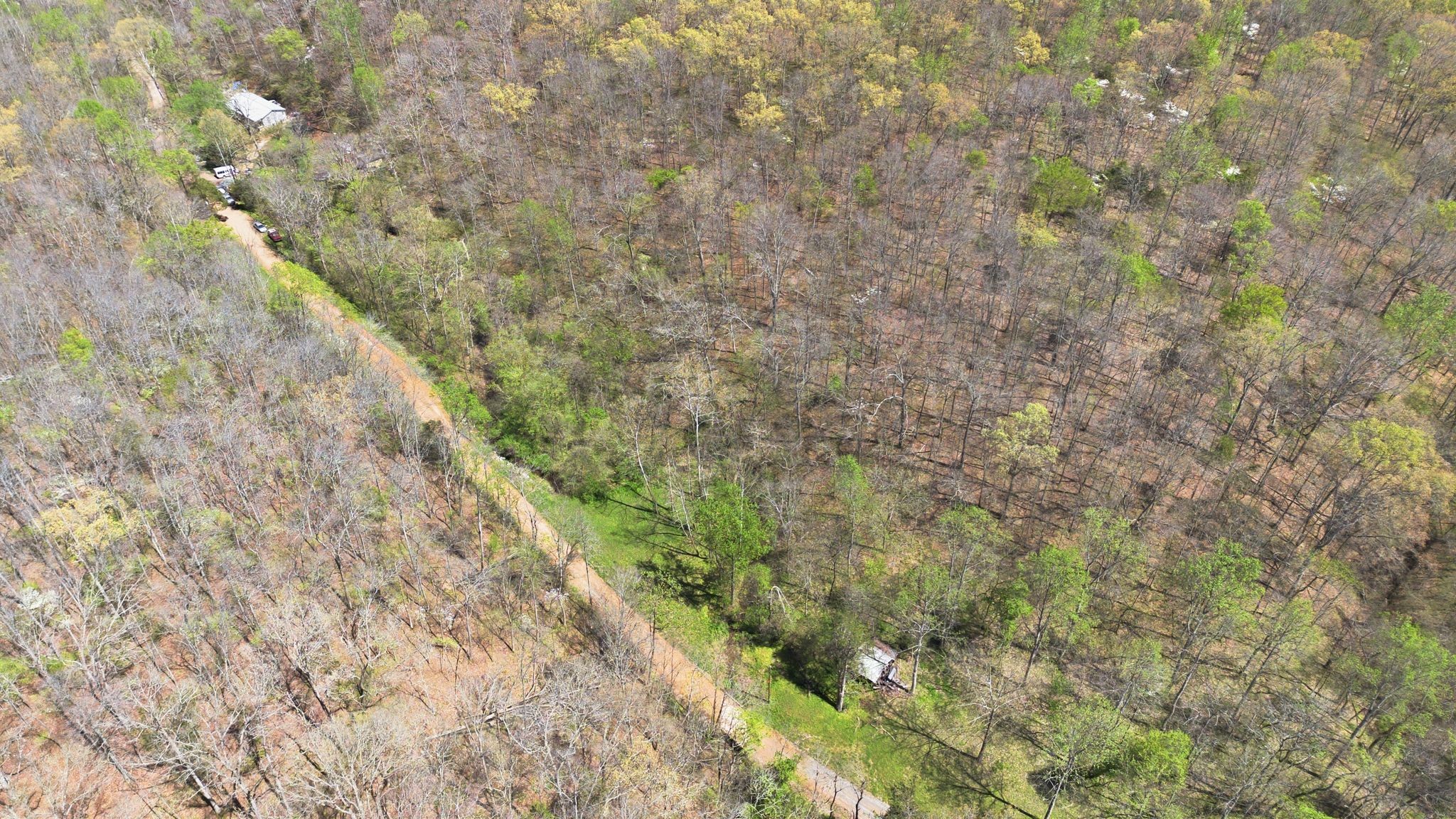 0 Possum Hollow Road Primm Springs, TN 38476 - Photo 26 of 29 a close up of a plant with a yard