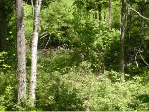 967 Halfway Brook Road Brookfield, VT 05036 - Photo 18 of 24