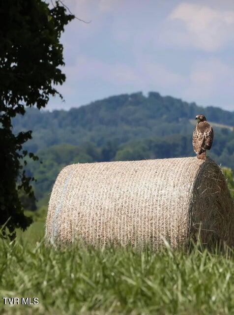 501 Williams Road Rogersville, TN 37857 - Photo 23 of 24 river 22