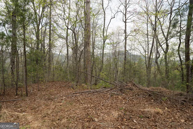 a view of a forest with a trees
