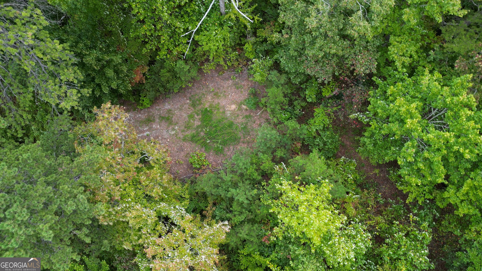 136 Key Lane Lakemont, GA 30552 - Photo 33 of 33 a view of a forest with a tree